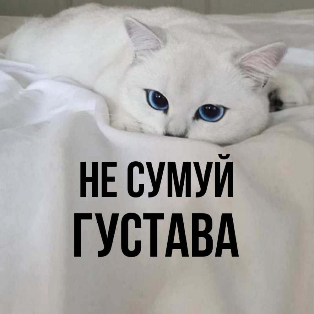 Открытка на каждый день з підписом, Густава Не сумуй Голубоглазая кошка Прикольна листівка з побажанням онлайн скачати безкоштовно 