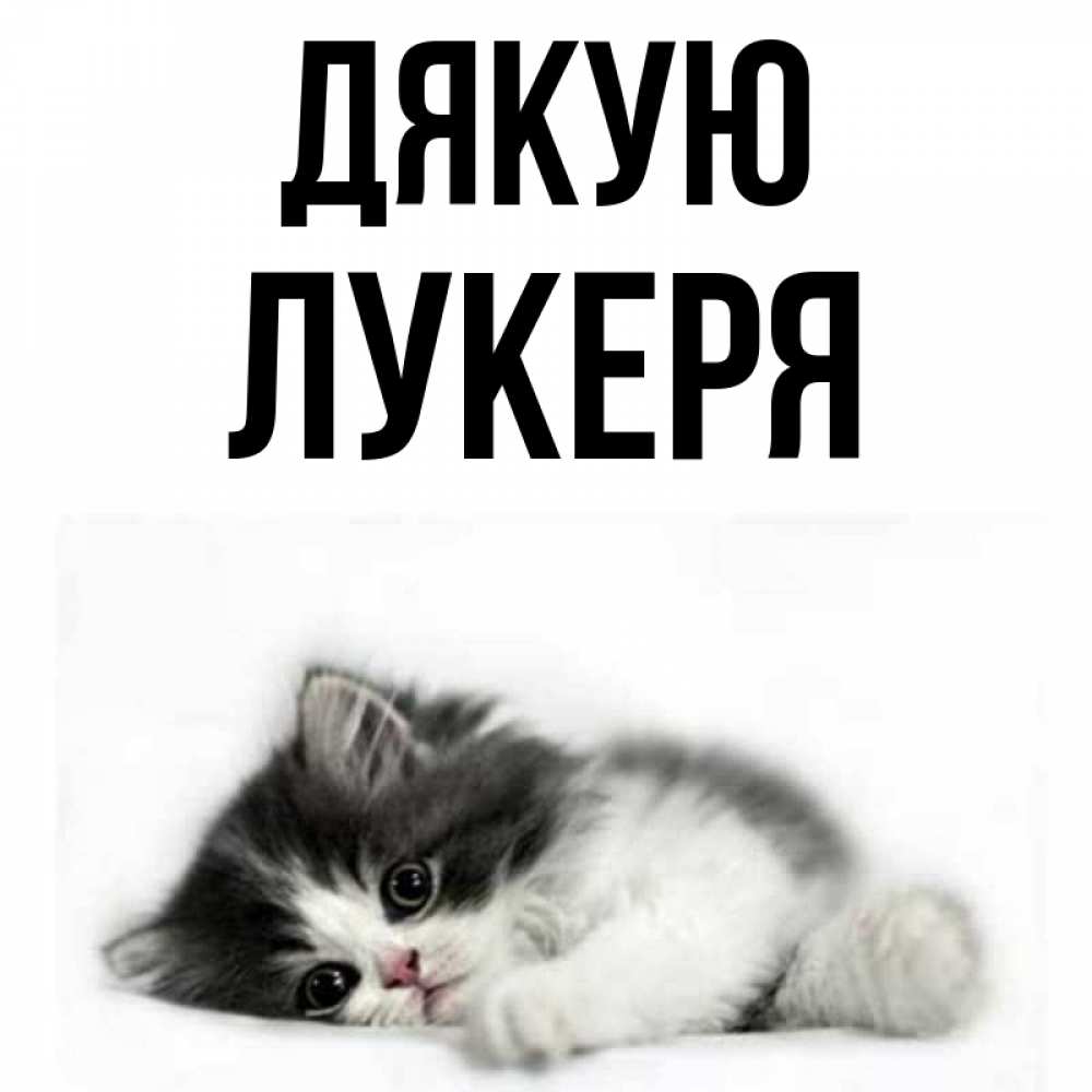 Открытка на каждый день з підписом, Лукеря Дякую черный и белый кот Прикольна листівка з побажанням онлайн скачати безкоштовно 