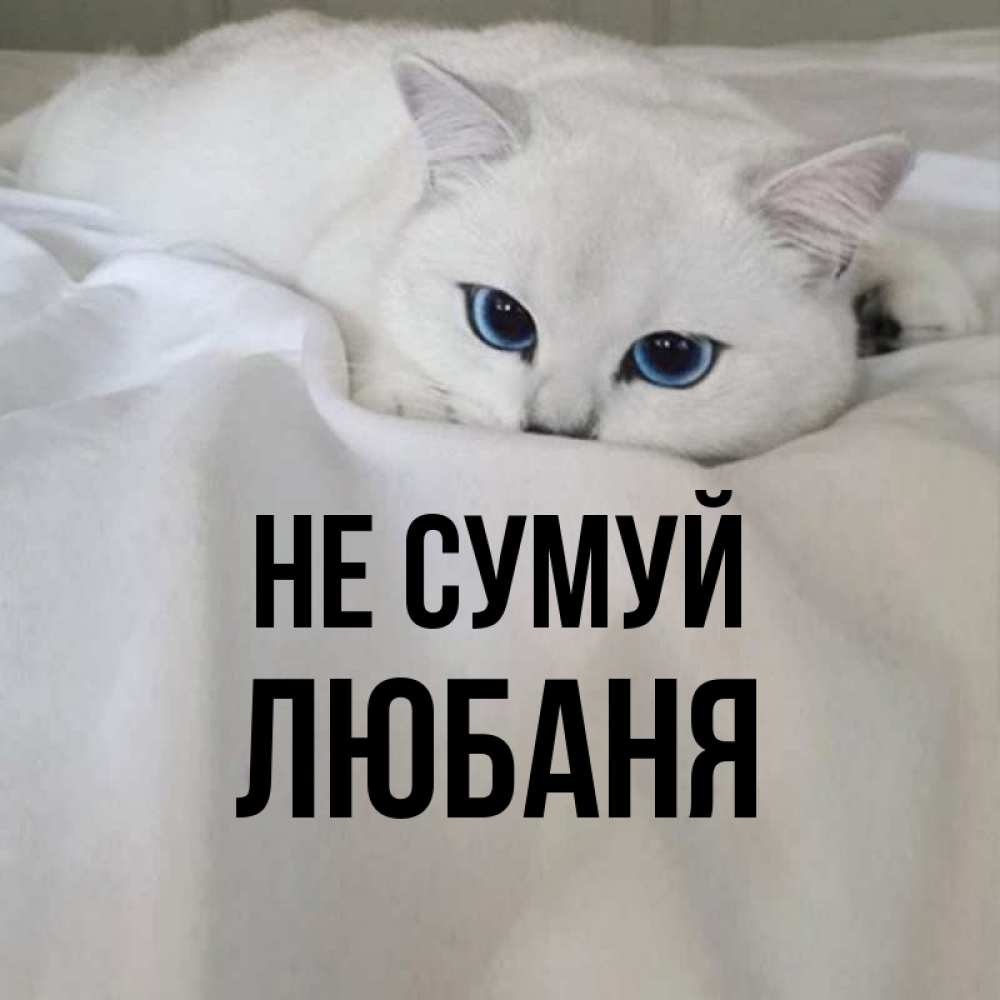 Открытка на каждый день з підписом, Любаня Не сумуй Голубоглазая кошка Прикольна листівка з побажанням онлайн скачати безкоштовно 
