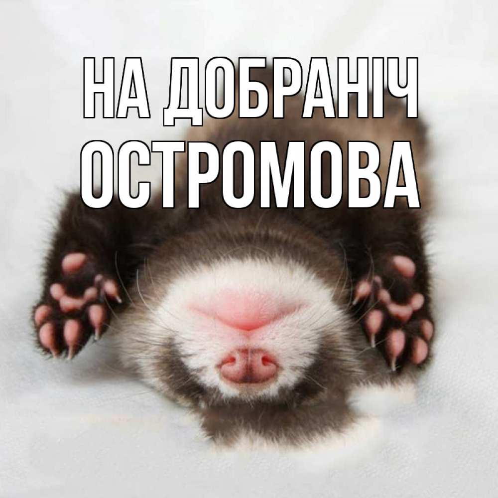 Открытка на каждый день з підписом, Остромова На добраніч зверек Прикольна листівка з побажанням онлайн скачати безкоштовно 