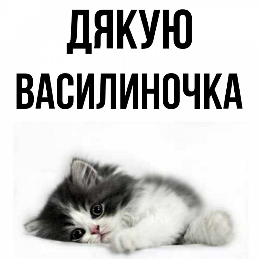 Открытка на каждый день з підписом, Василиночка Дякую черный и белый кот Прикольна листівка з побажанням онлайн скачати безкоштовно 