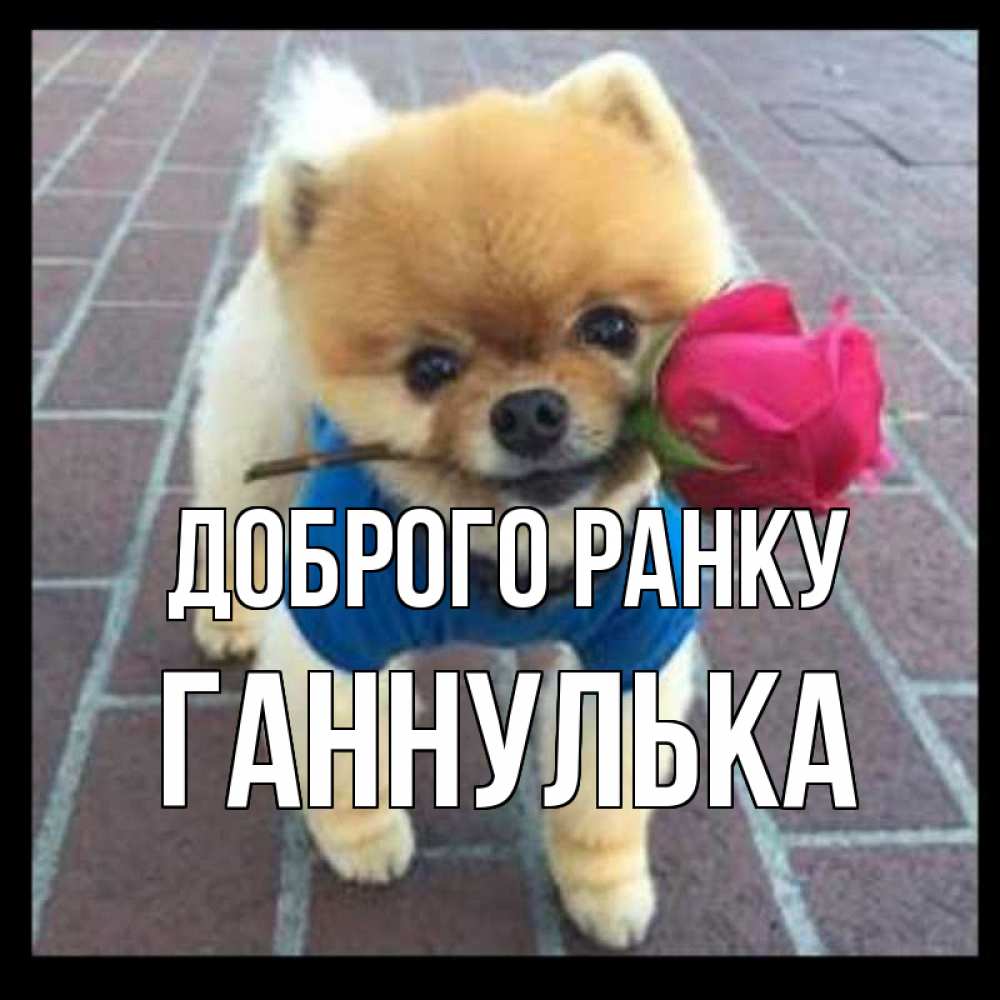 Открытка на каждый день з підписом, Ганнулька Доброго ранку роза в зубах Прикольна листівка з побажанням онлайн скачати безкоштовно 