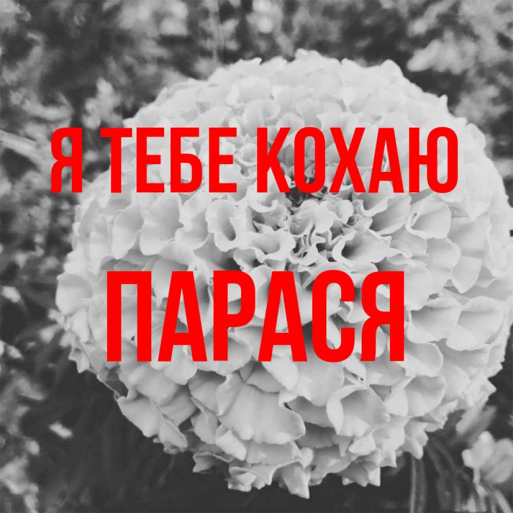 Открытка на каждый день з підписом, Парася Я тебе кохаю подпись Прикольна листівка з побажанням онлайн скачати безкоштовно 