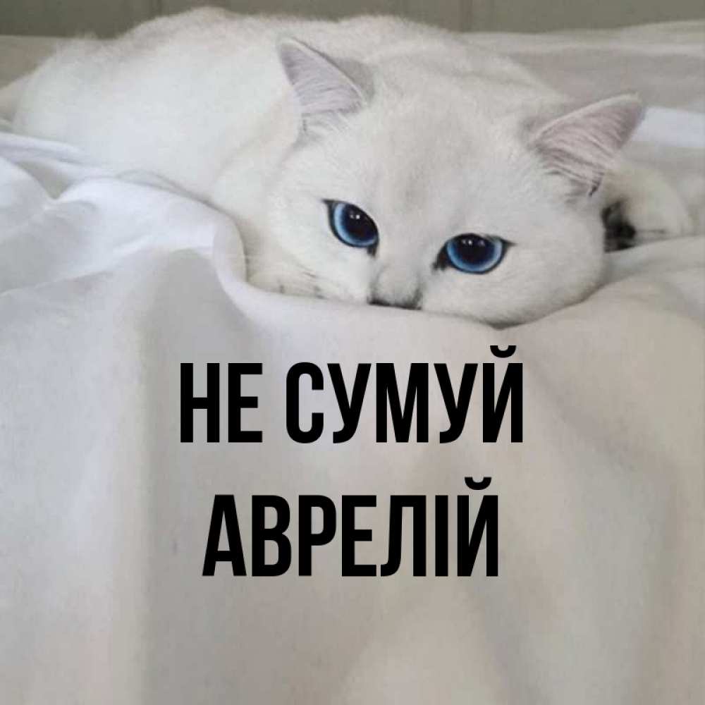 Открытка на каждый день з підписом, Аврелій Не сумуй Голубоглазая кошка Прикольна листівка з побажанням онлайн скачати безкоштовно 