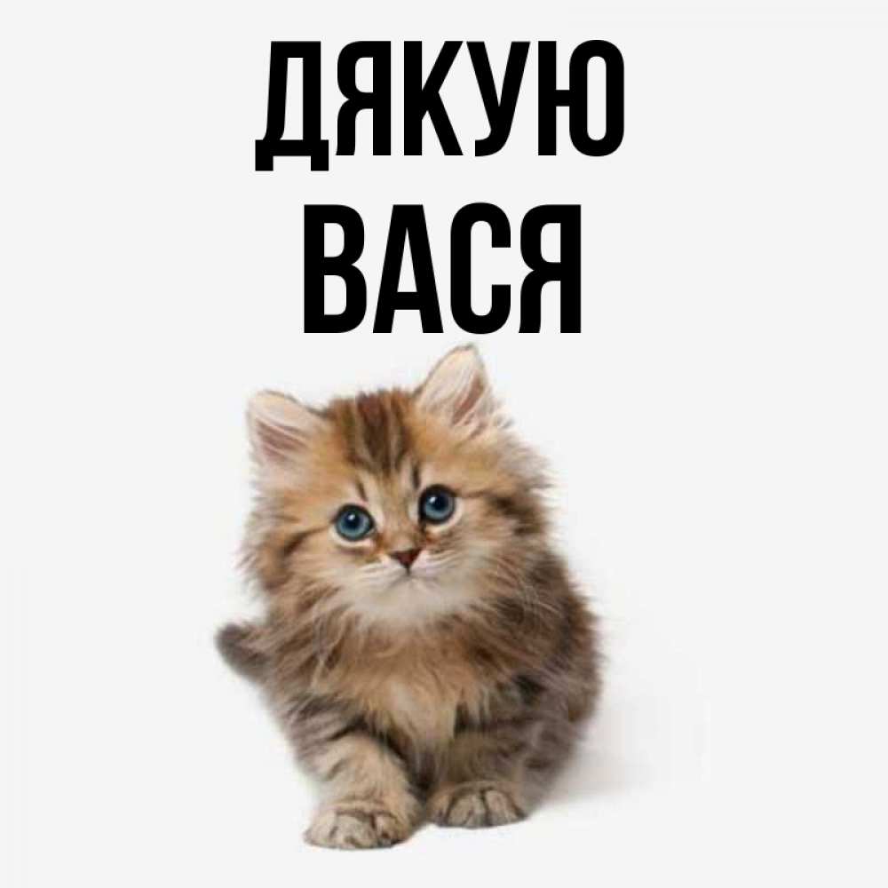 Открытка на каждый день з підписом, Вася Дякую пушистый котик Прикольна листівка з побажанням онлайн скачати безкоштовно 