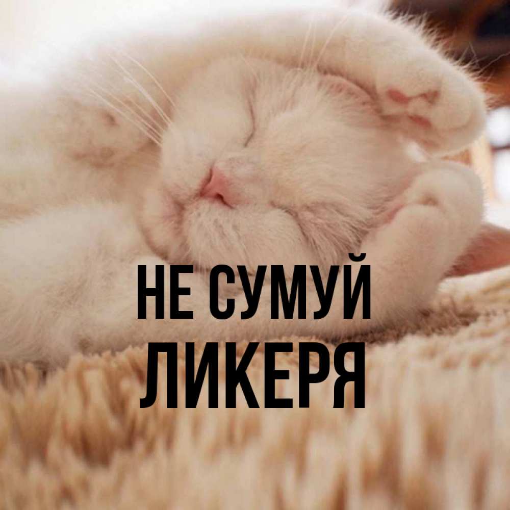 Открытка на каждый день з підписом, Ликеря Не сумуй Котенок спит Прикольна листівка з побажанням онлайн скачати безкоштовно 