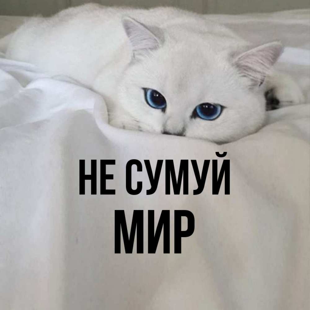 Открытка на каждый день з підписом, Мир Не сумуй Голубоглазая кошка Прикольна листівка з побажанням онлайн скачати безкоштовно 