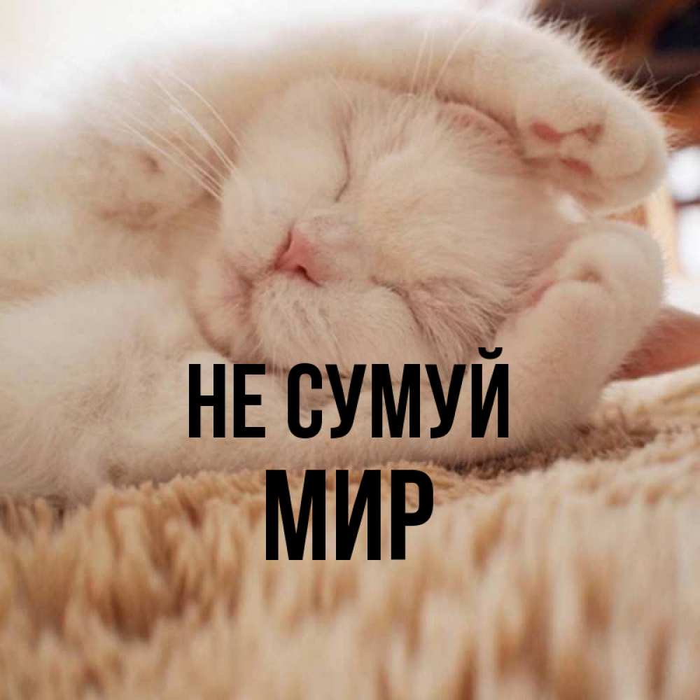Открытка на каждый день з підписом, Мир Не сумуй Котенок спит Прикольна листівка з побажанням онлайн скачати безкоштовно 