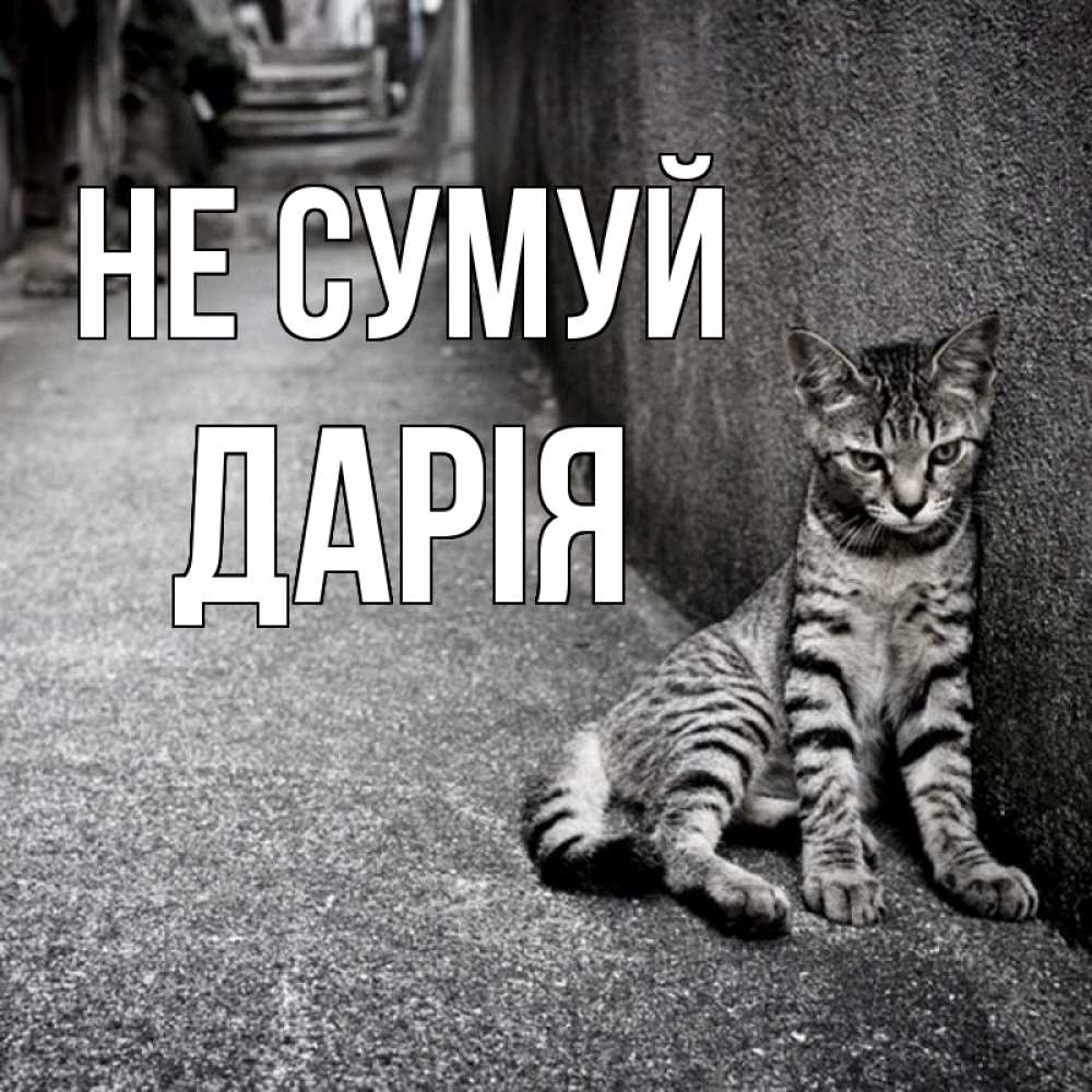 Открытка на каждый день з підписом, Дарія Не сумуй скучающий котик Прикольна листівка з побажанням онлайн скачати безкоштовно 