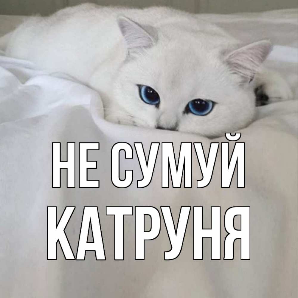 Открытка на каждый день з підписом, Катруня Не сумуй белый кот с голубыми глазами на белоснежной кровати Прикольна листівка з побажанням онлайн скачати безкоштовно 
