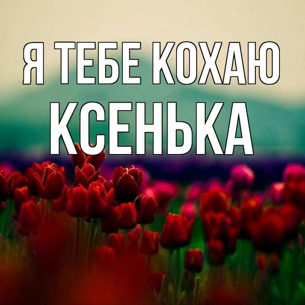 Открытка на каждый день з підписом, Ксенька Я тебе кохаю тюльпаны 4 Прикольна листівка з побажанням онлайн скачати безкоштовно 