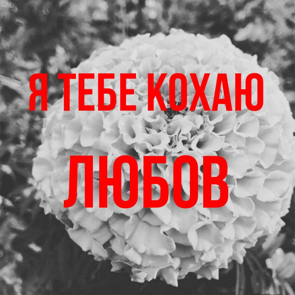 Открытка на каждый день з підписом, Любов Я тебе кохаю подпись Прикольна листівка з побажанням онлайн скачати безкоштовно 