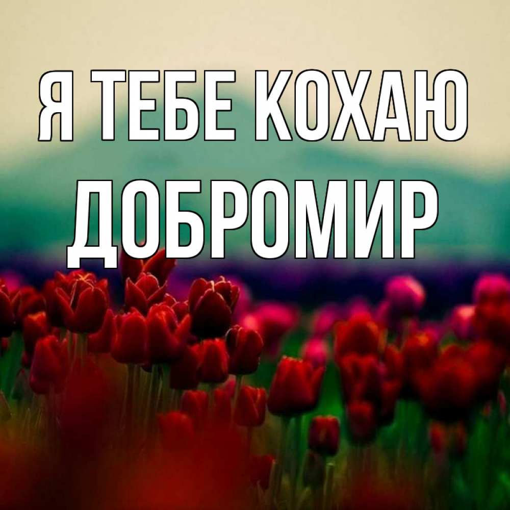 Открытка на каждый день з підписом, Добромир Я тебе кохаю тюльпаны 4 Прикольна листівка з побажанням онлайн скачати безкоштовно 