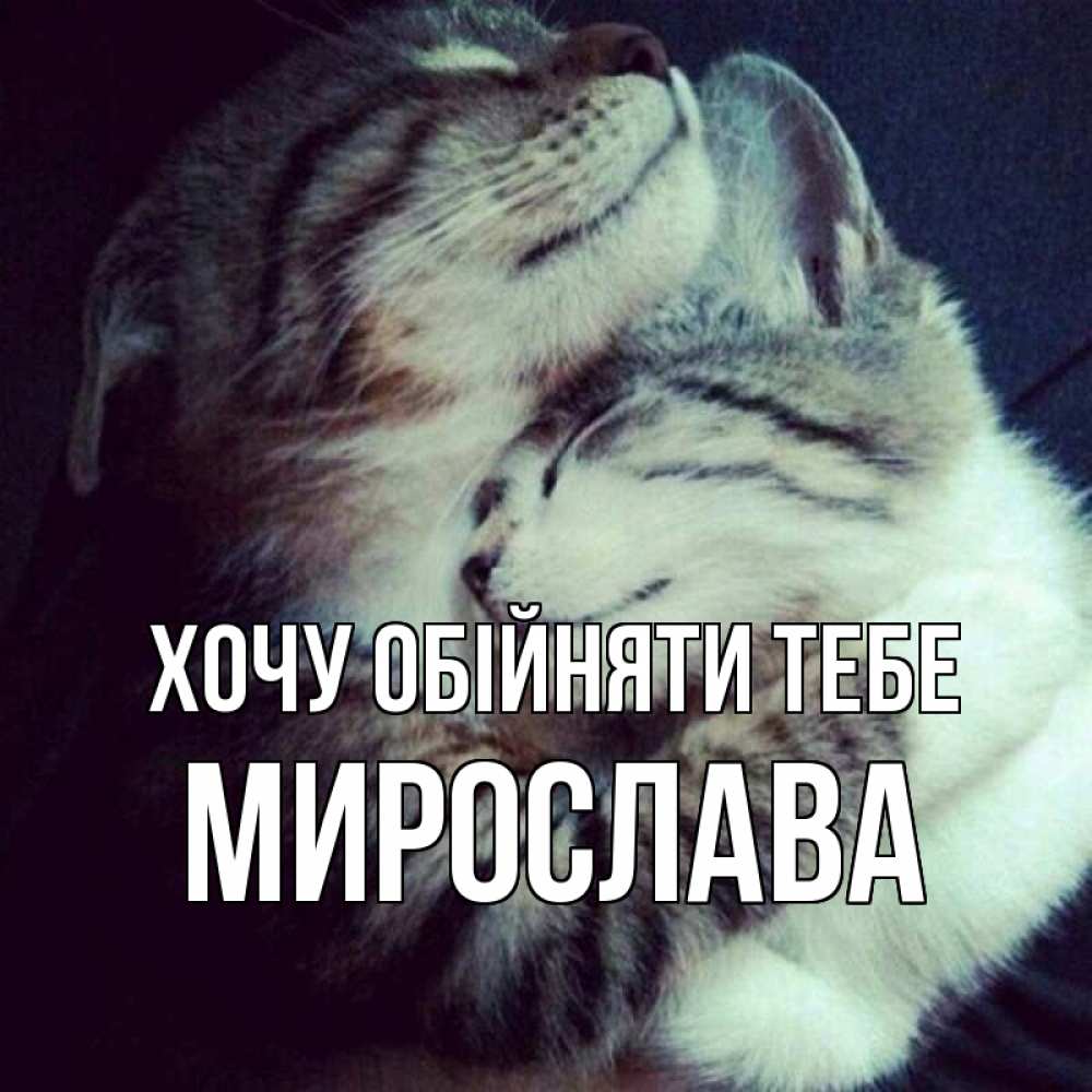 Открытка на каждый день з підписом, Мирослава Хочу обійняти тебе полосатики Прикольна листівка з побажанням онлайн скачати безкоштовно 