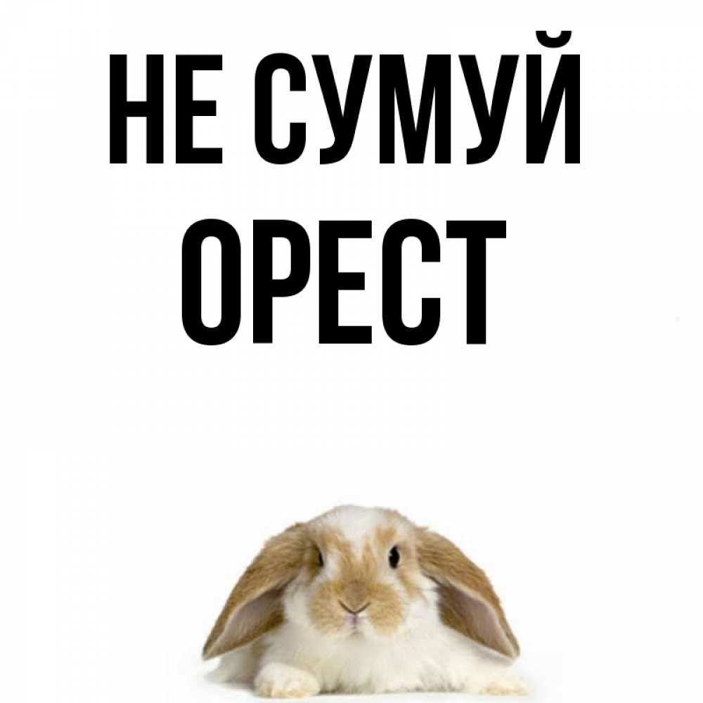 Открытка на каждый день з підписом, Орест Не сумуй коричнево белый заяц с большими ушками Прикольна листівка з побажанням онлайн скачати безкоштовно 