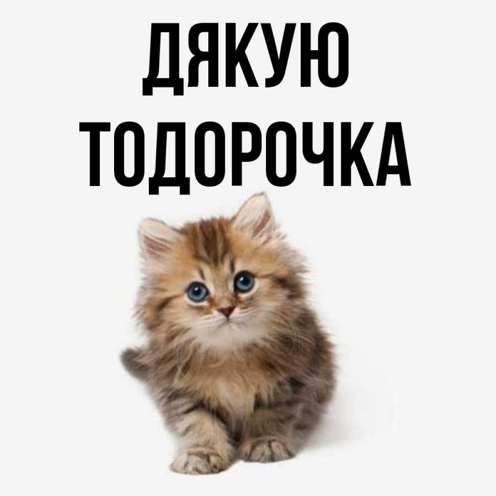 Открытка на каждый день з підписом, Тодорочка Дякую пушистый котик Прикольна листівка з побажанням онлайн скачати безкоштовно 