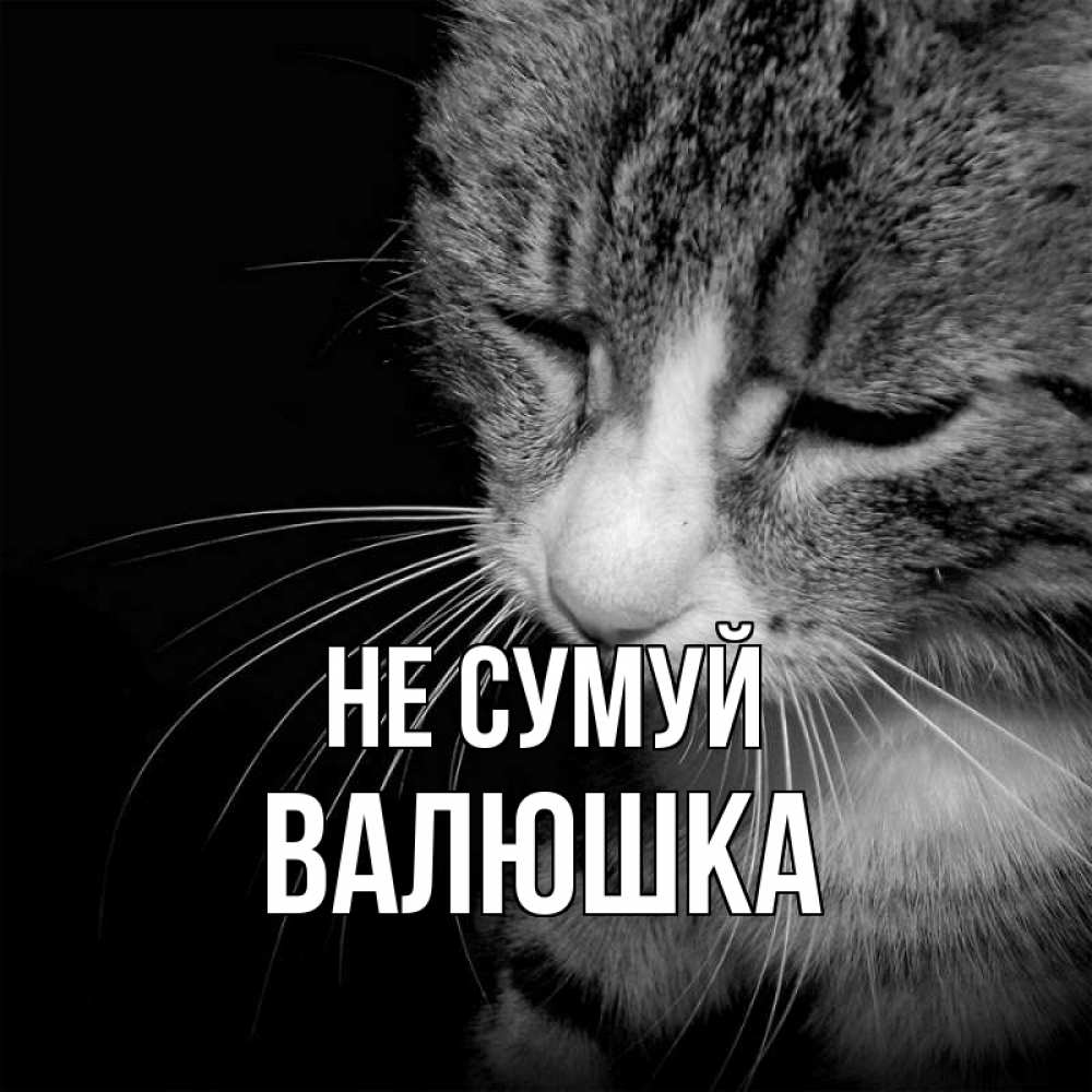 Открытка на каждый день з підписом, Валюшка Не сумуй грустный котик Прикольна листівка з побажанням онлайн скачати безкоштовно 