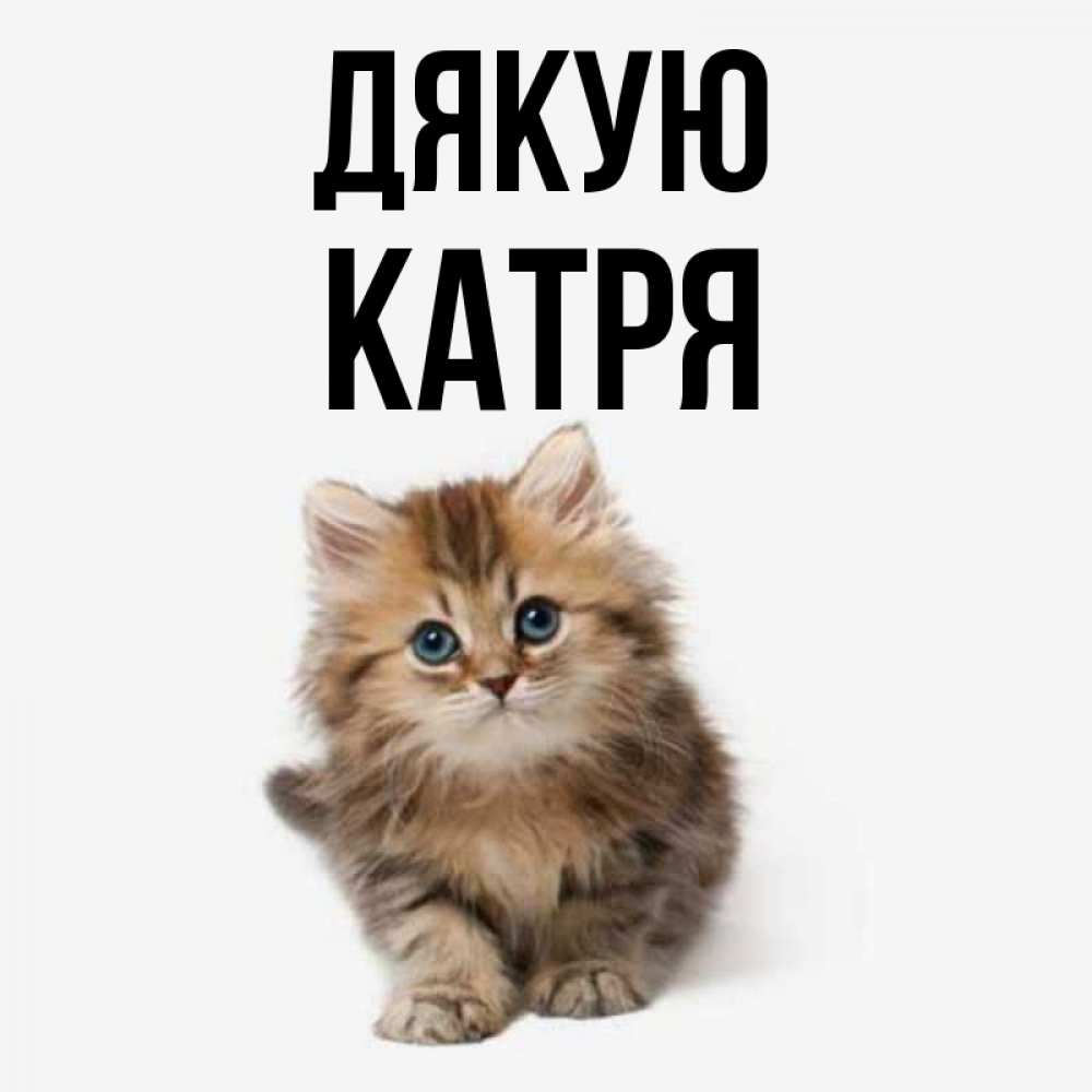 Открытка на каждый день з підписом, Катря Дякую пушистый котик Прикольна листівка з побажанням онлайн скачати безкоштовно 
