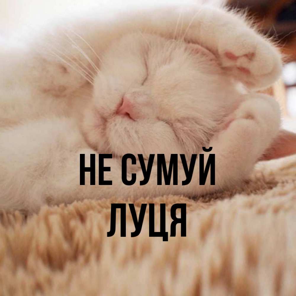 Открытка на каждый день з підписом, Луця Не сумуй Котенок спит Прикольна листівка з побажанням онлайн скачати безкоштовно 