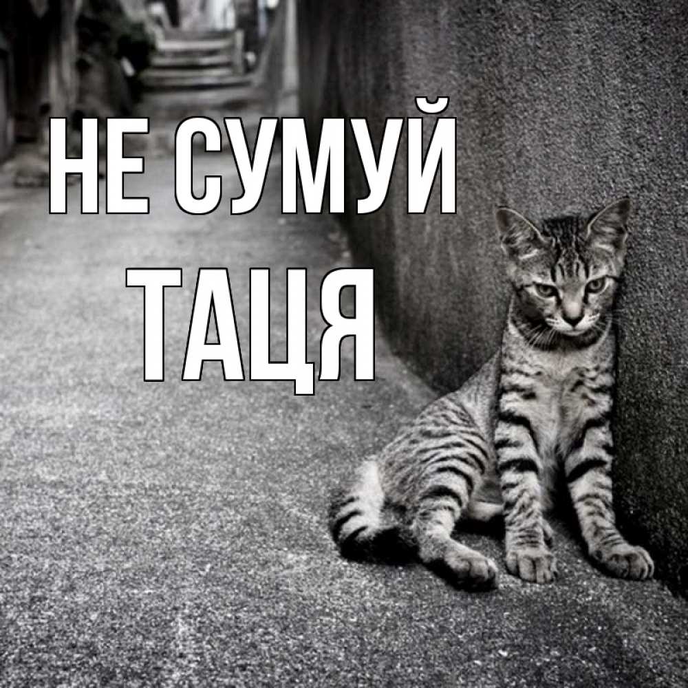 Открытка на каждый день з підписом, Таця Не сумуй скучающий котик Прикольна листівка з побажанням онлайн скачати безкоштовно 