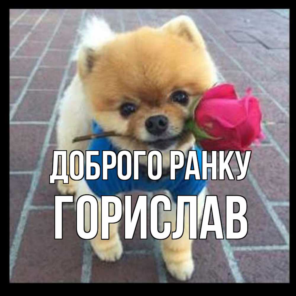 Открытка на каждый день з підписом, Горислав Доброго ранку роза в зубах Прикольна листівка з побажанням онлайн скачати безкоштовно 