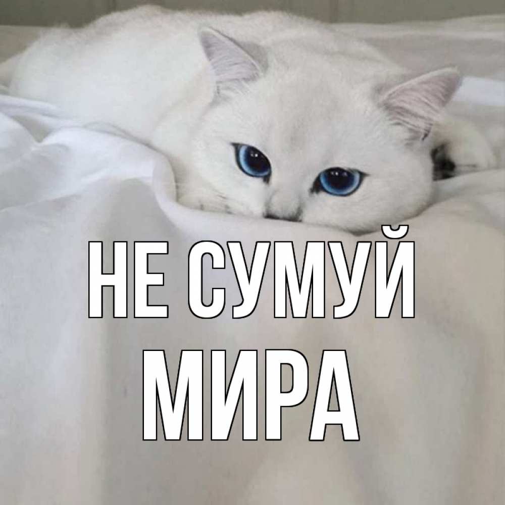 Открытка на каждый день з підписом, Мира Не сумуй белый кот с голубыми глазами на белоснежной кровати Прикольна листівка з побажанням онлайн скачати безкоштовно 