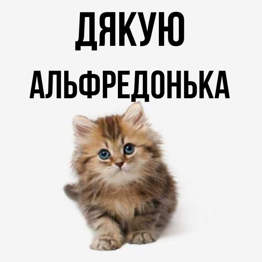 Открытка на каждый день з підписом, Альфредонька Дякую пушистый котик Прикольна листівка з побажанням онлайн скачати безкоштовно 