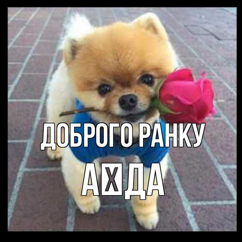 Открытка на каждый день з підписом, Аїда Доброго ранку роза в зубах Прикольна листівка з побажанням онлайн скачати безкоштовно 