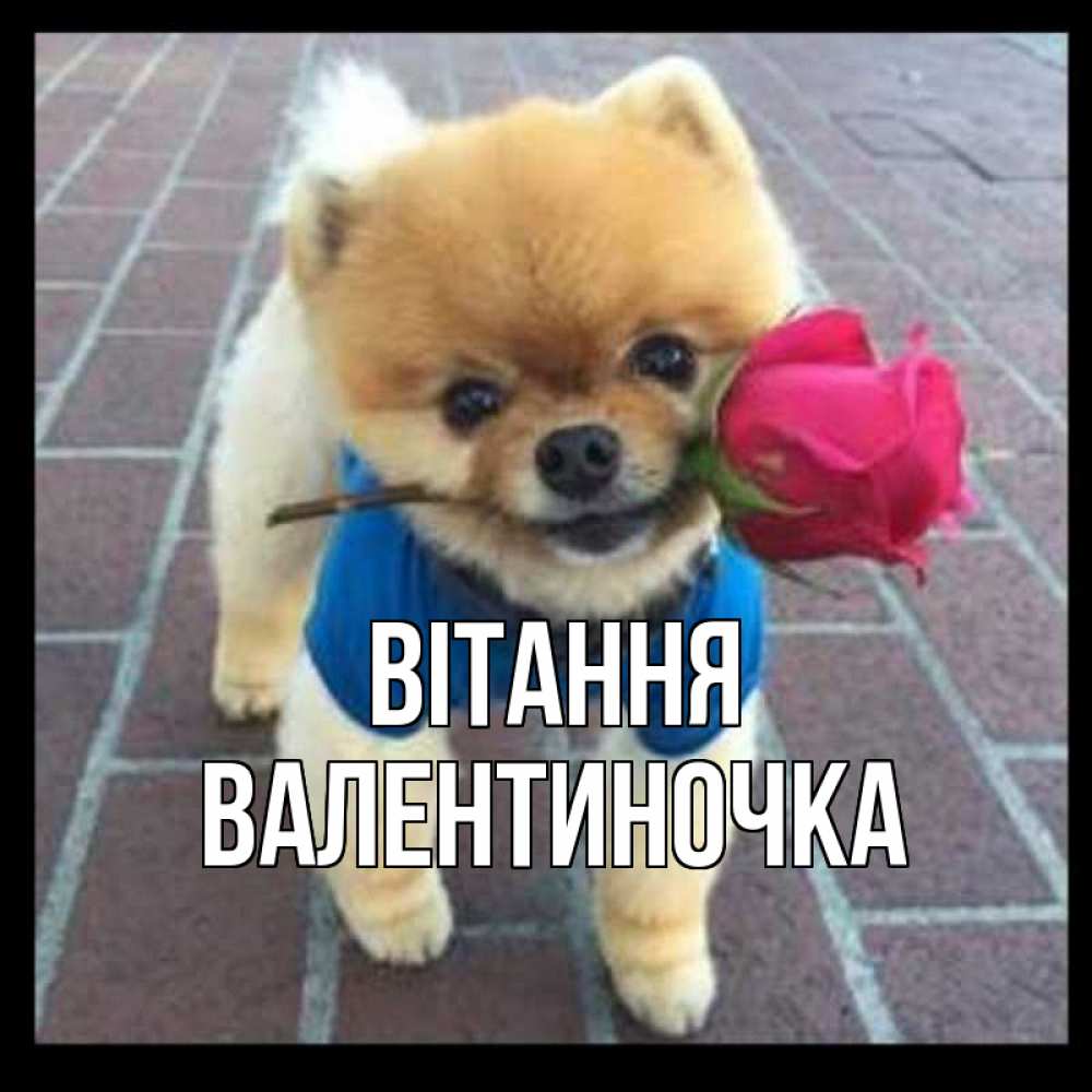 Открытка на каждый день з підписом, Валентиночка Вітання роза в зубах у собаки Прикольна листівка з побажанням онлайн скачати безкоштовно 
