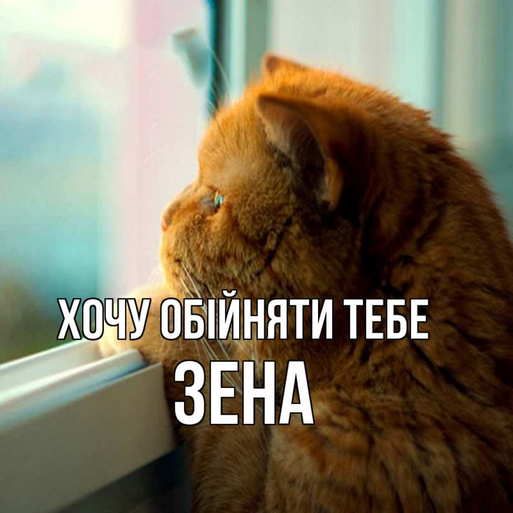 Открытка на каждый день з підписом, Зена Хочу обійняти тебе большой огромный рыжий котяра Прикольна листівка з побажанням онлайн скачати безкоштовно 