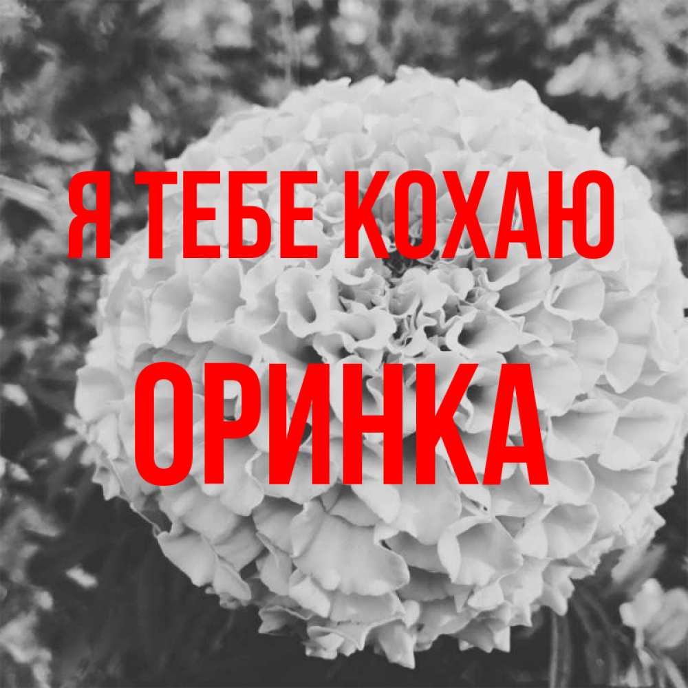 Открытка на каждый день з підписом, Оринка Я тебе кохаю подпись Прикольна листівка з побажанням онлайн скачати безкоштовно 
