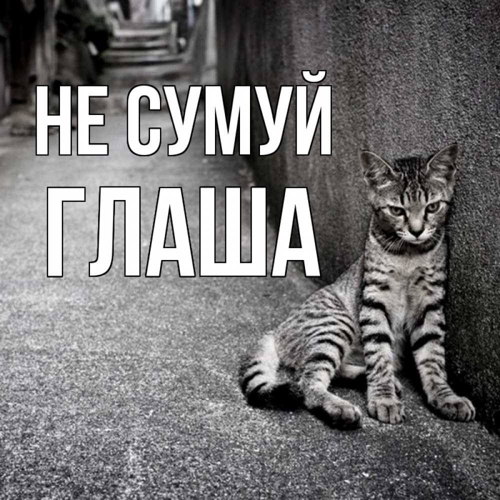 Открытка на каждый день з підписом, Глаша Не сумуй скучающий котик Прикольна листівка з побажанням онлайн скачати безкоштовно 
