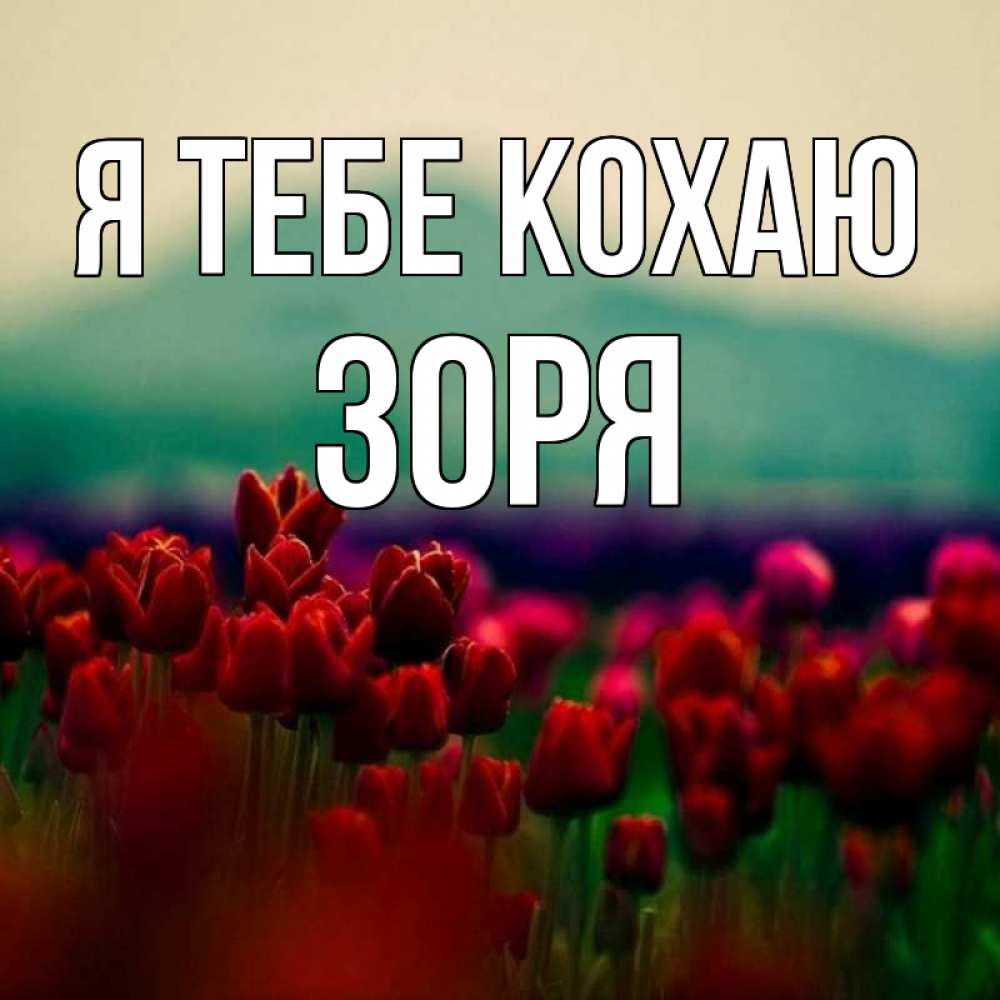 Открытка на каждый день з підписом, Зоря Я тебе кохаю тюльпаны 4 Прикольна листівка з побажанням онлайн скачати безкоштовно 