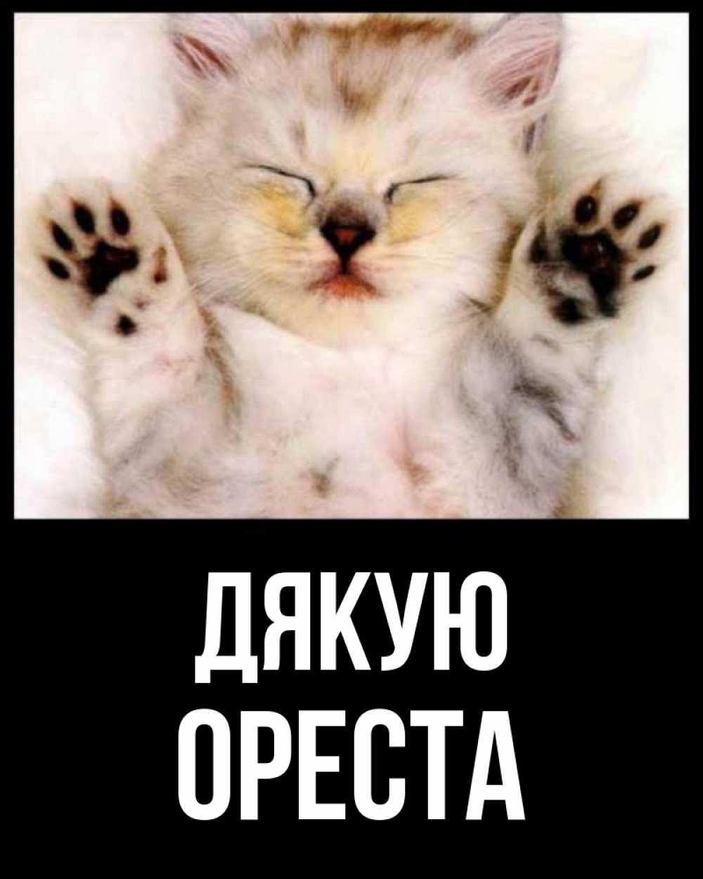 Открытка на каждый день з підписом, Ореста Дякую маленький котенок Прикольна листівка з побажанням онлайн скачати безкоштовно 