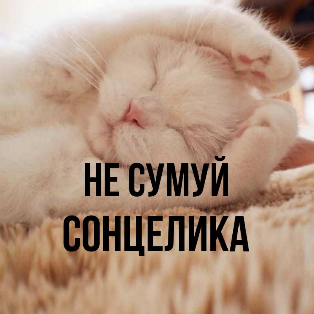 Открытка на каждый день з підписом, Сонцелика Не сумуй Котенок спит Прикольна листівка з побажанням онлайн скачати безкоштовно 