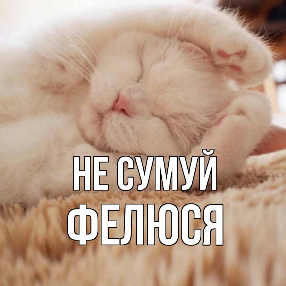 Открытка на каждый день з підписом, Фелюся Не сумуй белый кот Прикольна листівка з побажанням онлайн скачати безкоштовно 