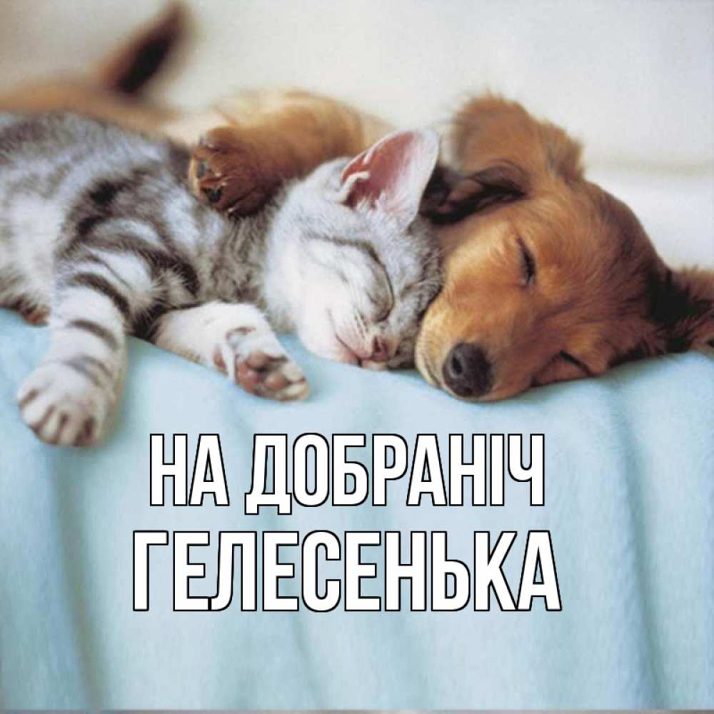 Открытка на каждый день з підписом, Гелесенька На добраніч с животными Прикольна листівка з побажанням онлайн скачати безкоштовно 
