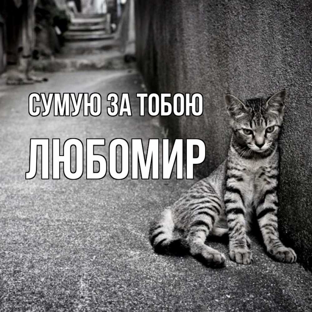 Открытка на каждый день з підписом, Любомир Сумую за тобою одиноко котику Прикольна листівка з побажанням онлайн скачати безкоштовно 