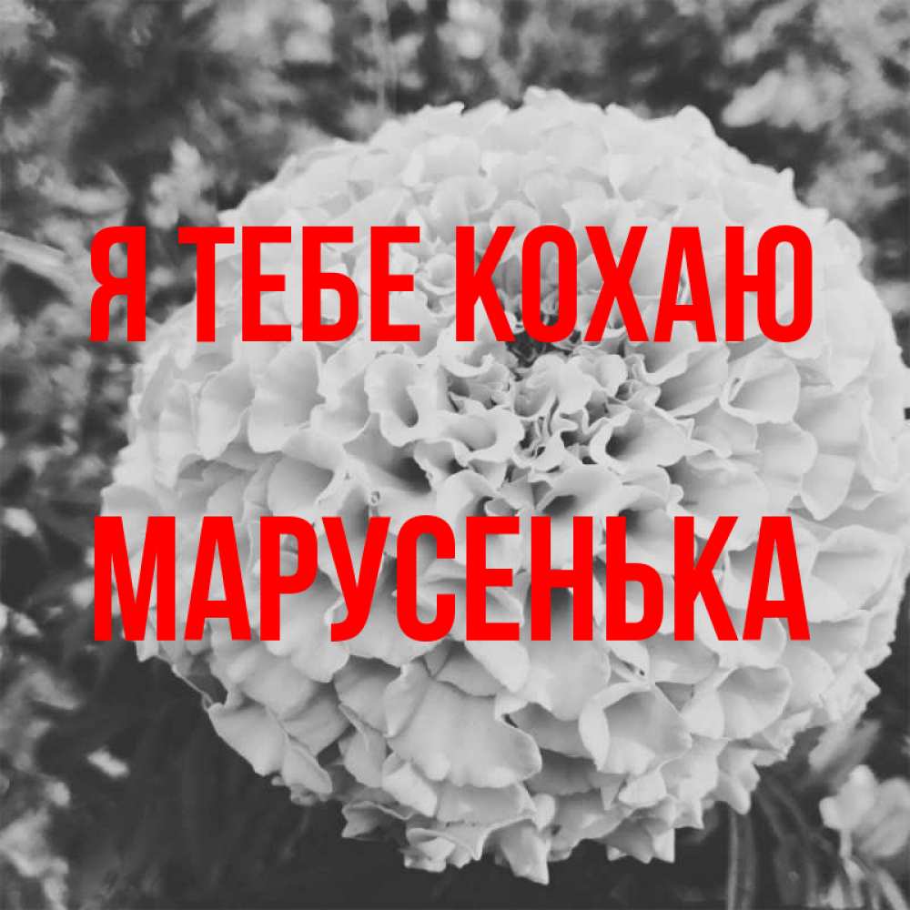 Открытка на каждый день з підписом, Марусенька Я тебе кохаю подпись Прикольна листівка з побажанням онлайн скачати безкоштовно 