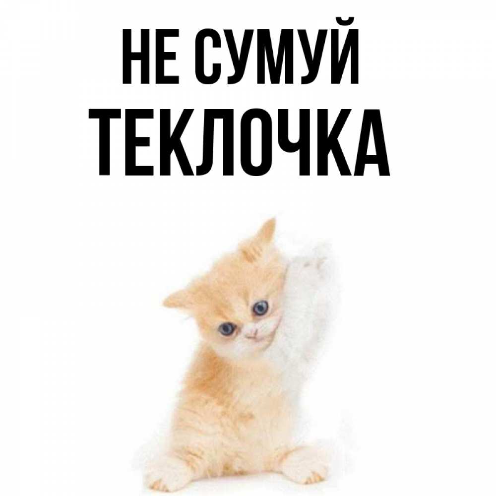 Открытка на каждый день з підписом, Теклочка Не сумуй просящий кот Прикольна листівка з побажанням онлайн скачати безкоштовно 
