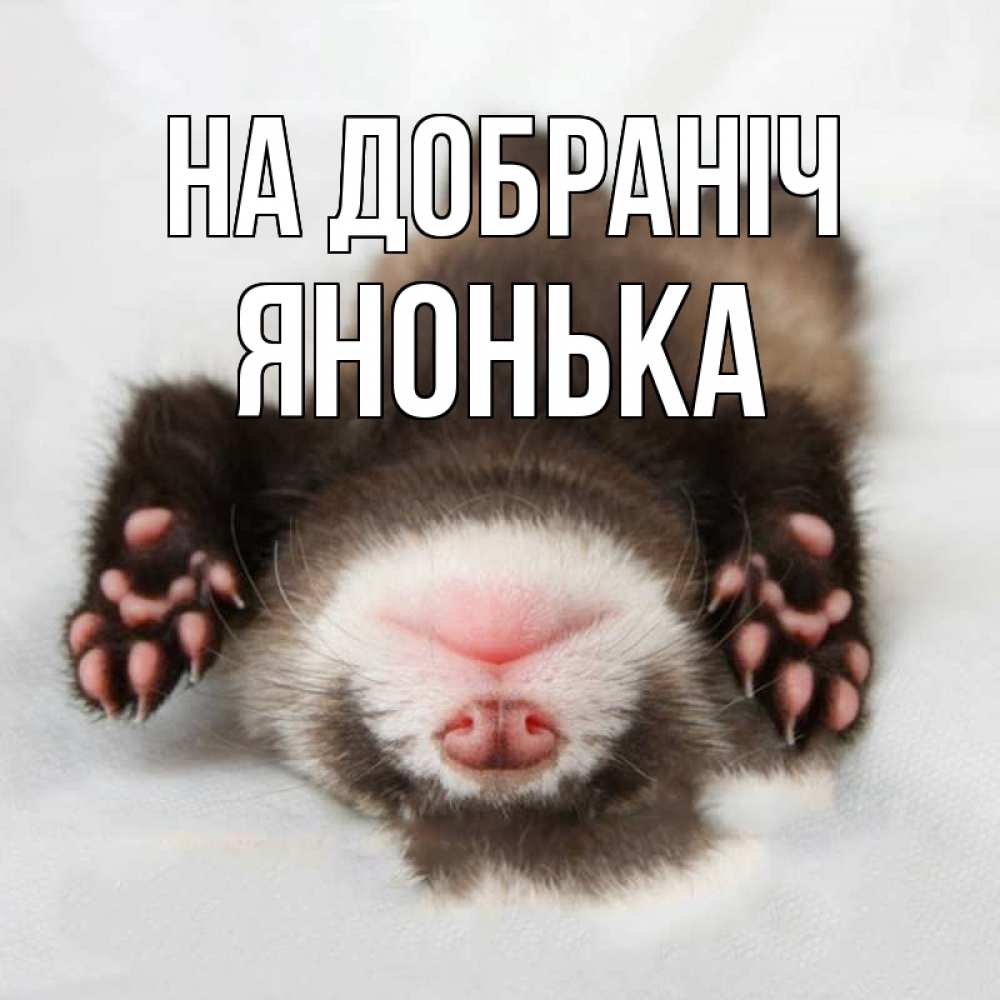 Открытка на каждый день з підписом, Янонька На добраніч зверек Прикольна листівка з побажанням онлайн скачати безкоштовно 