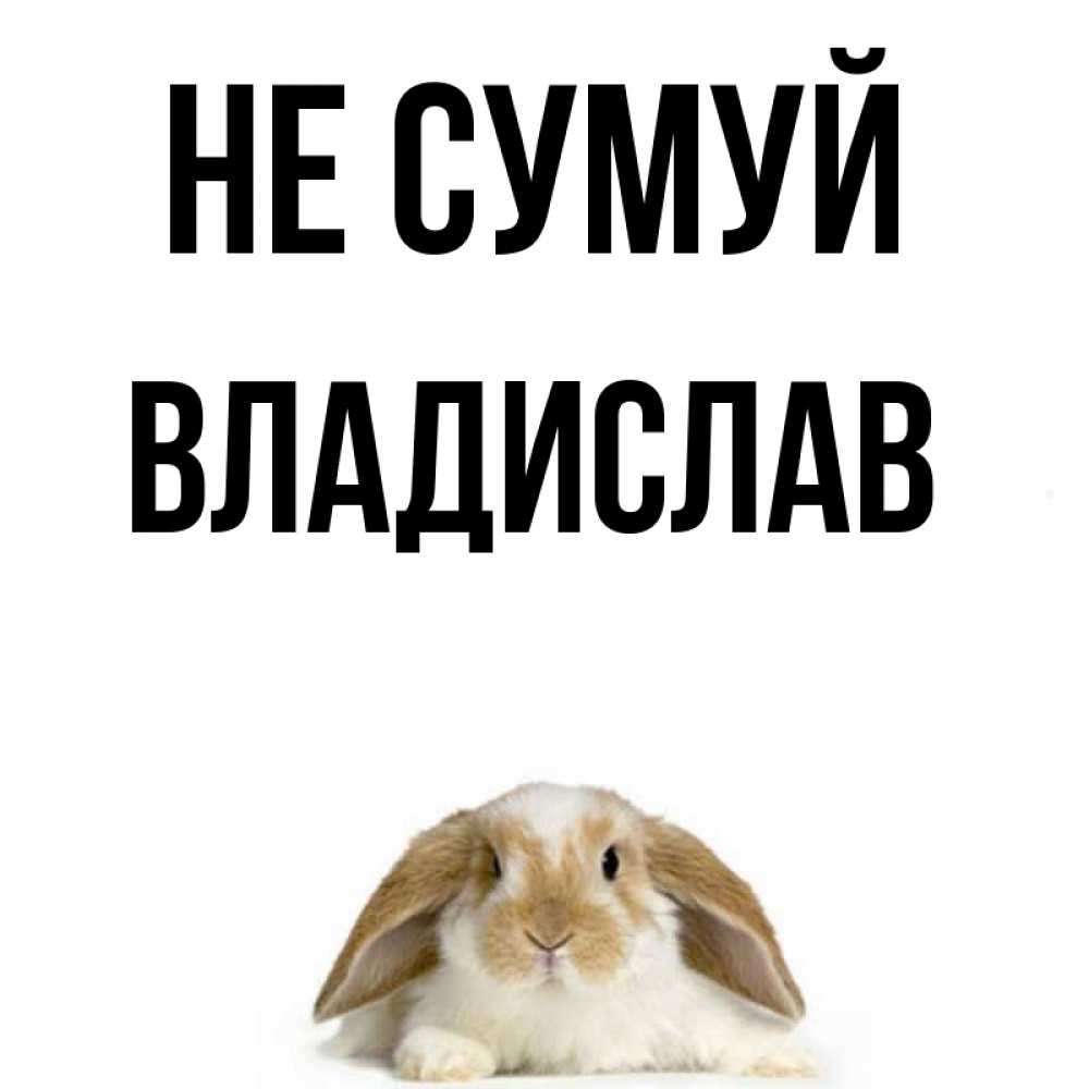 Открытка на каждый день з підписом, Владислав Не сумуй коричнево белый заяц с большими ушками Прикольна листівка з побажанням онлайн скачати безкоштовно 