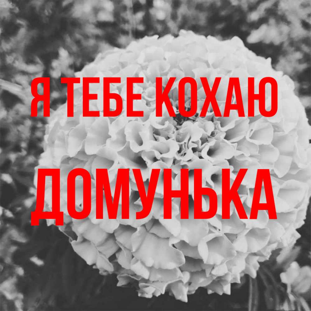 Открытка на каждый день з підписом, Домунька Я тебе кохаю подпись Прикольна листівка з побажанням онлайн скачати безкоштовно 