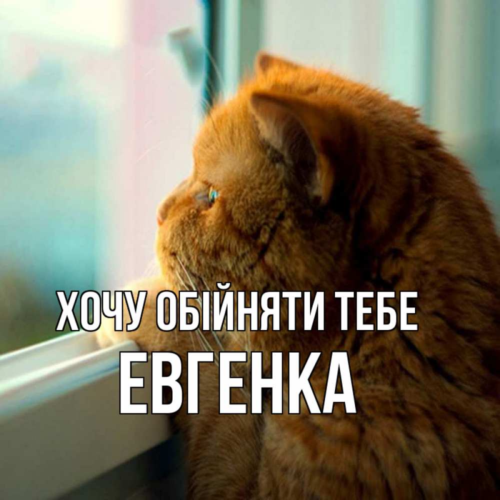 Открытка на каждый день з підписом, Евгенка Хочу обійняти тебе большой огромный рыжий котяра Прикольна листівка з побажанням онлайн скачати безкоштовно 