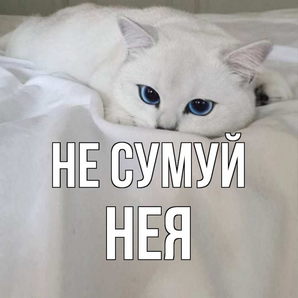 Открытка на каждый день з підписом, Нея Не сумуй белый кот с голубыми глазами на белоснежной кровати Прикольна листівка з побажанням онлайн скачати безкоштовно 