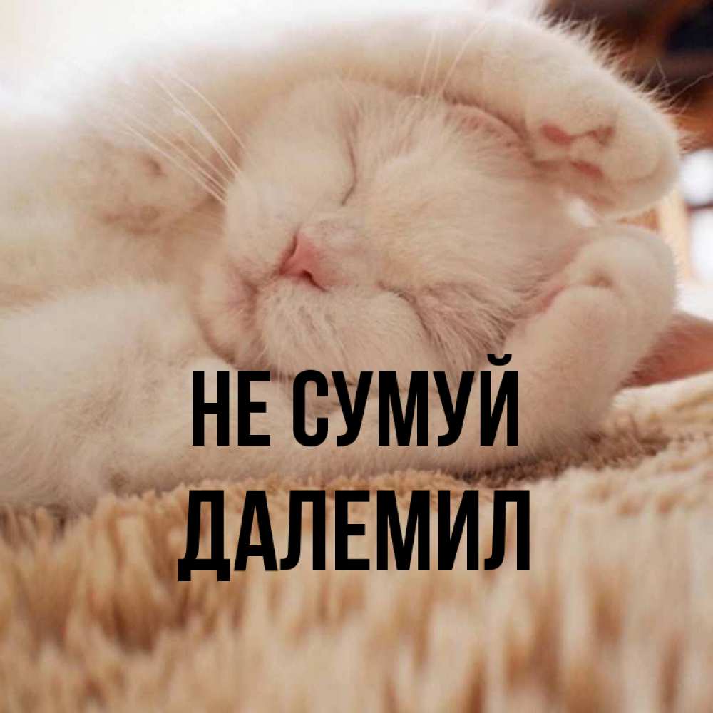 Открытка на каждый день з підписом, Далемил Не сумуй Котенок спит Прикольна листівка з побажанням онлайн скачати безкоштовно 