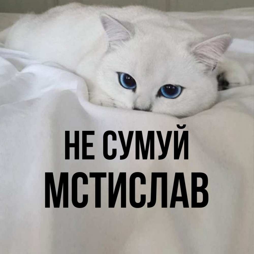 Открытка на каждый день з підписом, Мстислав Не сумуй Голубоглазая кошка Прикольна листівка з побажанням онлайн скачати безкоштовно 