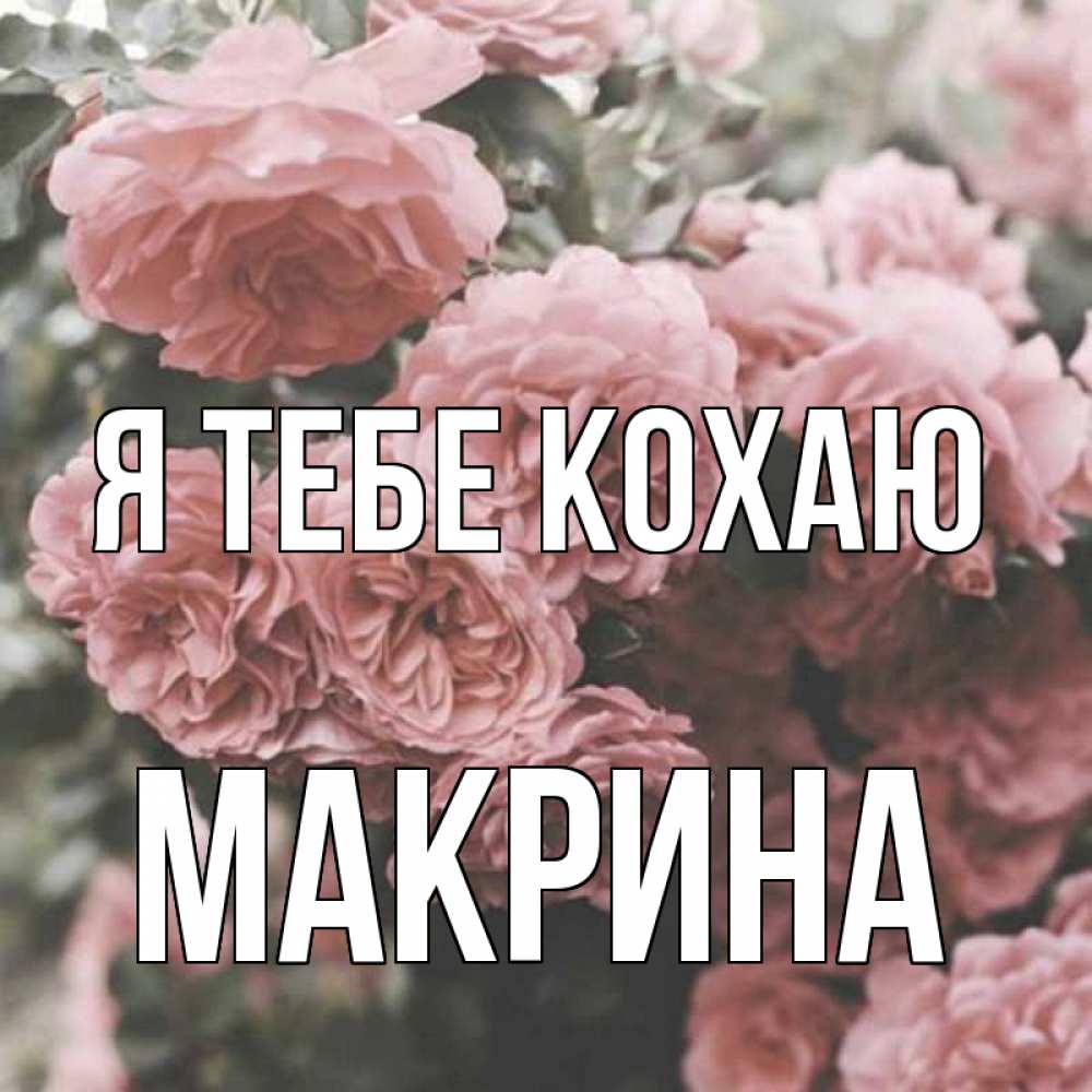 Открытка на каждый день з підписом, Макрина Я тебе кохаю розы 3 Прикольна листівка з побажанням онлайн скачати безкоштовно 