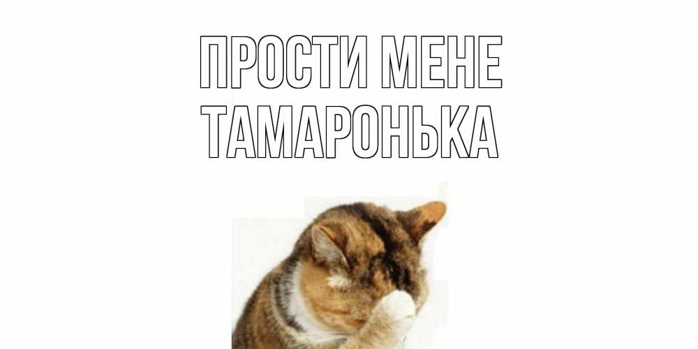 Открытка на каждый день з підписом, Тамаронька Прости мене кот Прикольна листівка з побажанням онлайн скачати безкоштовно 