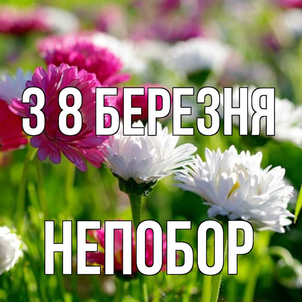 Открытка на каждый день з підписом, Непобор З 8 БЕРЕЗНЯ международный женский день 1 Прикольна листівка з побажанням онлайн скачати безкоштовно 